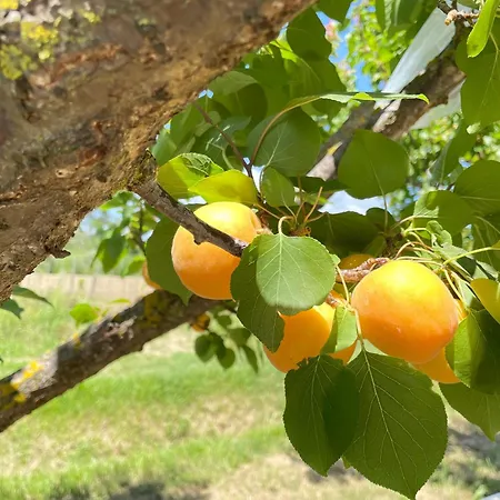 Appartamento Il Leccio *